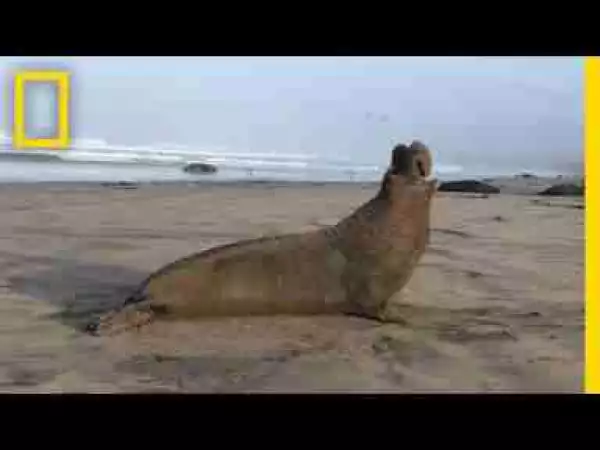 Video: New Discovery: These Seals Can Recognize Each Other